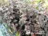 Pūslenis putinalapis ,Diabolo' (lot. Physocarpus opulifolius)