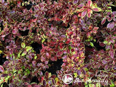 Raugerškis tunbergo ,Coronita' (lot. Berberis thunbergii) 