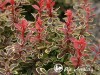 Raugerškis tunbergo ,Coronita' (lot. Berberis thunbergii) 