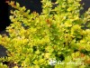 Raugerškis tunbergo ,Sunsation' (lot. Berberis thunbergii) 