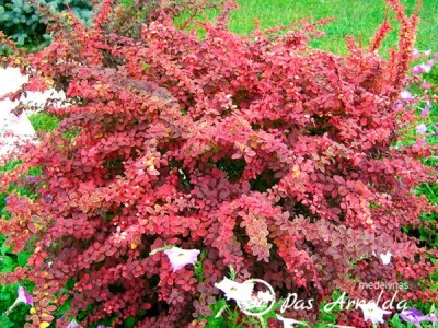 Raugerškis tunbergo ,Chiquita' (lot. Berberis thunbergii)