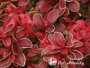 Raugerškis tunbergo ,Chiquita' (lot. Berberis thunbergii)