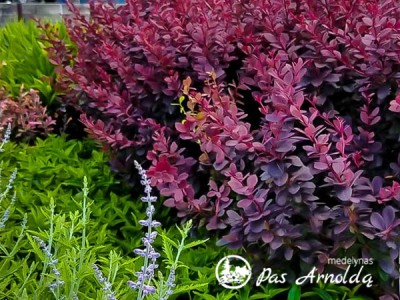 Raugerškis tunbergo ,Concorde' (lot. Berberis thunbergii) 