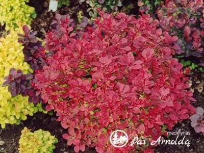 Raugerškis tunbergo ,Fireball' (lot. Berberis thunbergii) 