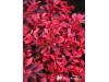 Raugerškis tunbergo ,Fireball' (lot. Berberis thunbergii) 