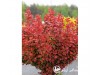 Raugerškis tunbergo ,Florence' (lot. Berberis thunbergii) 