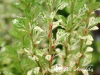 Raugerškis tunbergo ,Powwow' (lot. Berberis thunbergii) 