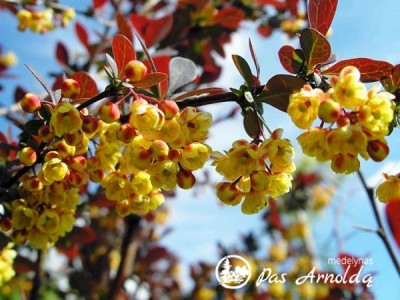 Raugerškis otavinis ,Superba' (lot. Berberis x ottawensis)
