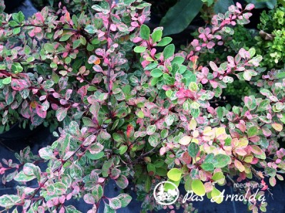 Raugerškis tunbergo ,Starburst' (lot. Berberis thunbergii)