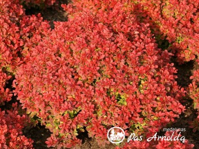 Raugerškis tunbergo ,Admiration' (lot. Berberis thunbergii) 