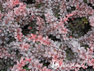 Raugerškis tunbergo ,Dart's Red Lady' (lot. Berberis thunbergii) 