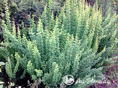 Raugerškis tunbergo ,Erecta' (lot. Berberis thunbergii) 