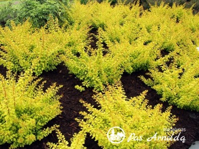 Raugerškis tunbergo ,Golden Carpet' (lot. Berberis thunbergii) 