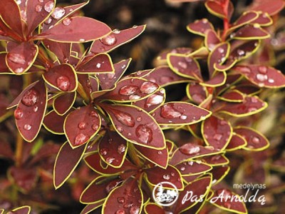 Raugerškis tunbergo ,Golden Ring' (lot. Berberis thunbergii) 