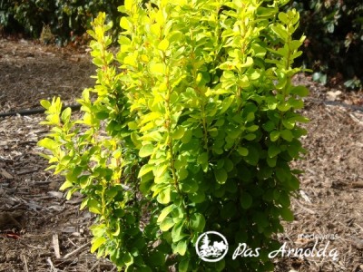 Raugerškis tunbergo ,Golden Rocket' (lot. Berberis thunbergii)