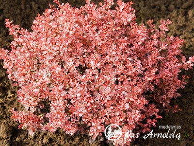 Raugerškis tunbergo ,Inspiration' (lot. Berberis thunbergii)