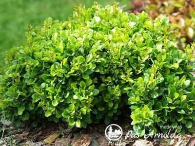 Raugerškis tunbergo ,Kobold' (lot. Berberis thunbergii)