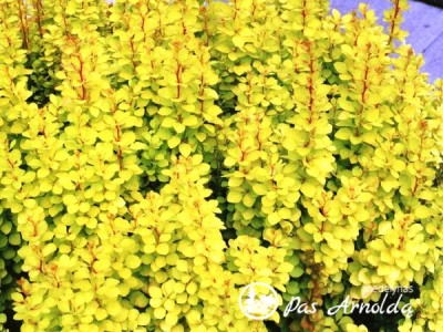 Raugerškis tunbergo ,Maria' (lot. Berberis thunbergii)