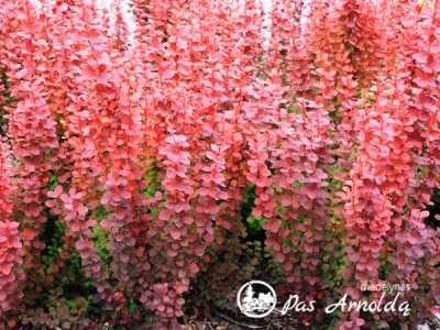Raugerškis tunbergo ,Orange Rocket' (lot. Berberis thunbergii) 