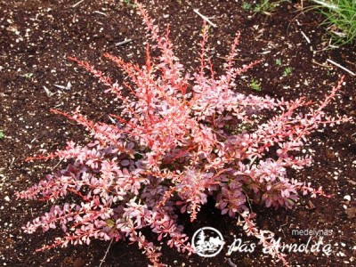 Raugerškis tunbergo ,Pink Atraction' (lot. Berberis thunbergii)