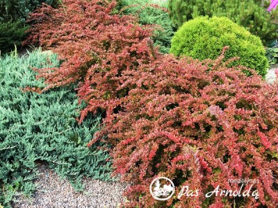 Raugerškis tunbergo ,Red Carpet' (lot. Berberis thunbergii)