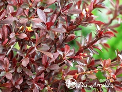Raugerškis tunbergo ,Red Chief' (lot. Berberis thunbergii)