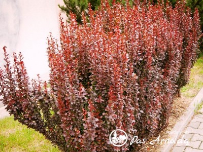 Raugerškis tunbergo ,Red Pillar' (lot. Berberis thunbergii)