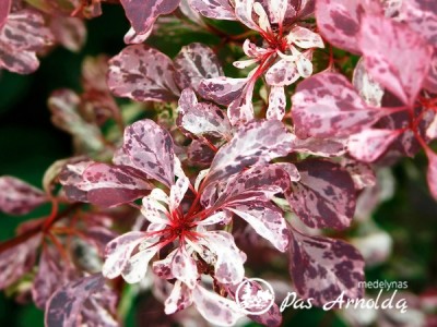 Raugerškis tunbergo ,Rose Glow' (lot. Berberis thunbergii)