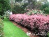 Raugerškis tunbergo ,Rose Glow' (lot. Berberis thunbergii)