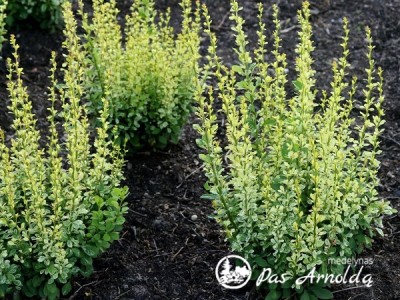 Raugerškis tunbergo ,Silver Pillar' (lot. Berberis thunbergii)