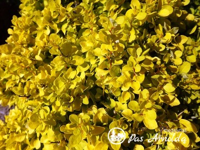 Raugerškis tunbergo ,Tiny Gold' (lot. Berberis thunbergii)