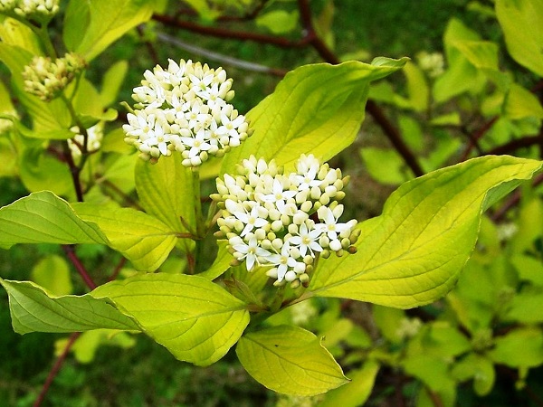 Sedula baltoji ,Aurea' (lot. Cornus alba) Sedula baltoji ,Aurea' (lot. Cornus alba)