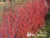 Sedula baltoji ,Aurea' (lot. Cornus alba) Sedula baltoji ,Aurea' (lot. Cornus alba)