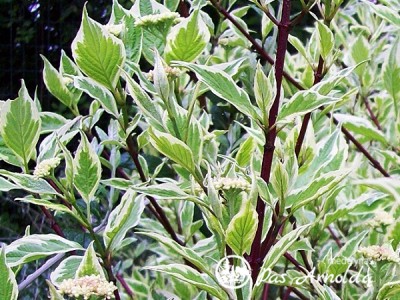 Sedula baltoji ,Elegantissima' (lot. Cornus alba)