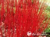 Sedula baltoji ,Sibirica' (lot. Cornus alba) Sedula baltoji ,Sibirica' (lot. Cornus alba)