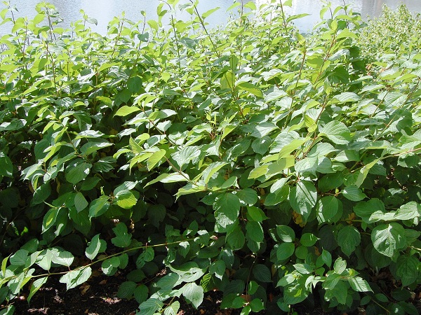 Sedula baltoji ,Sibirica' (lot. Cornus alba) Sedula baltoji ,Sibirica' (lot. Cornus alba)