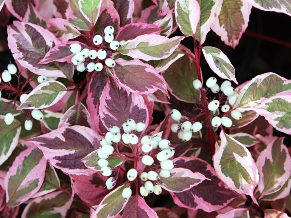 Sedula baltoji ,Sibirica Variegata' (lot. Cornus alba) Sedula baltoji ,Sibirica Variegata' (lot. Cornus alba)