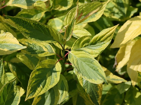 Sedula baltoji ,Spaethii' (lot. Cornus alba) Sedula baltoji ,Spaethii' (lot. Cornus alba)