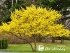Sedula geltonžiedė (lot. Cornus mas) Sedula geltonžiedė (lot. Cornus mas)