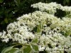 Sedula grakščioji ,Variegata' (lot. Cornus controversa)