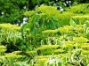 Sedula grakščioji ,Variegata' (lot. Cornus controversa)