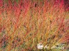 Sedula raudonoji ,Midwinter Fire' (lot. Cornus sanguinea) Sedula raudonoji ,Midwinter Fire' (lot. Cornus sanguinea)