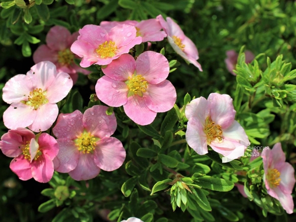 Sidabražolė krūminė LOVELY PINK 'Pink Beauty' (lot. Potentilla fruticosa) Sidabražolė krūminė LOVELY PINK 'Pink Beauty' (lot. Potentilla fruticosa)