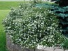 Sidabražolė krūminė 'Lemon Meringue' (lot. Potentilla fruticosa)