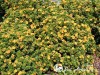 Sidabražolė krūminė Mango Tango ,Uman' (lot. Potentilla fruticosa) 