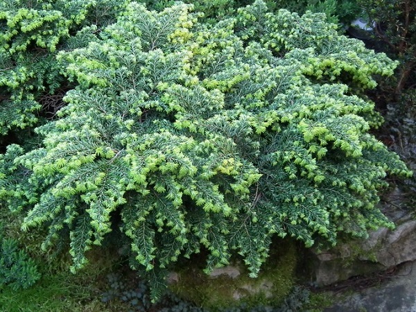 Cūga kanadinė ,Jeddeloh' (lot. Tsuga canadensis) Cūga kanadinė ,Jeddeloh' (lot. Tsuga canadensis)
