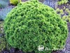 Eglė baltoji ,Alberta Globe' (lot. Picea glauca)