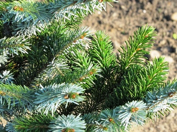 Eglė dvispalvė (lot. Picea bicolor) Eglė dvispalvė (lot. Picea bicolor)