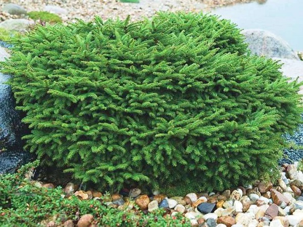 Eglė paprastoji ,Nidiformis' (lot. Picea abies) Eglė paprastoji ,Nidiformis' (lot. Picea abies)