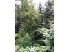 Eglė paprastoji ,Podzamcze' (lot. Picea abies)